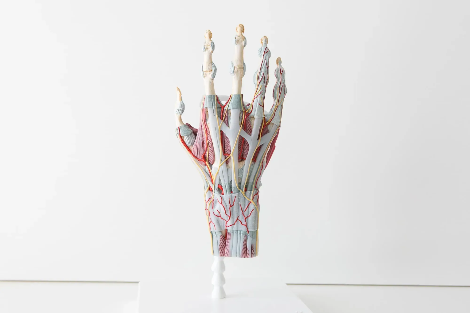 Handchirurgie Wien: anatomisches Modell einer Hand